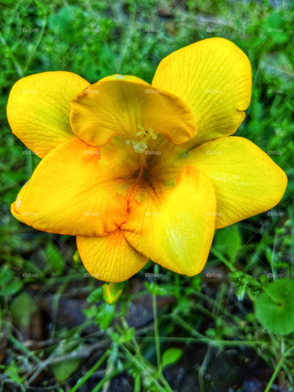 Yellow Flower