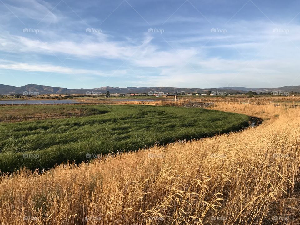 Golden evening light falls upon the Crooked River Wetlands outside of Prineville in in Central Oregon on a pleasant fall day.