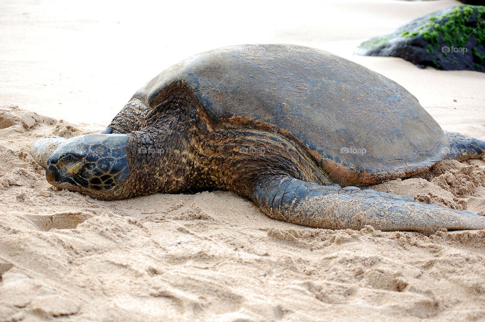 Honu -- Hawaiian word for sea turtle