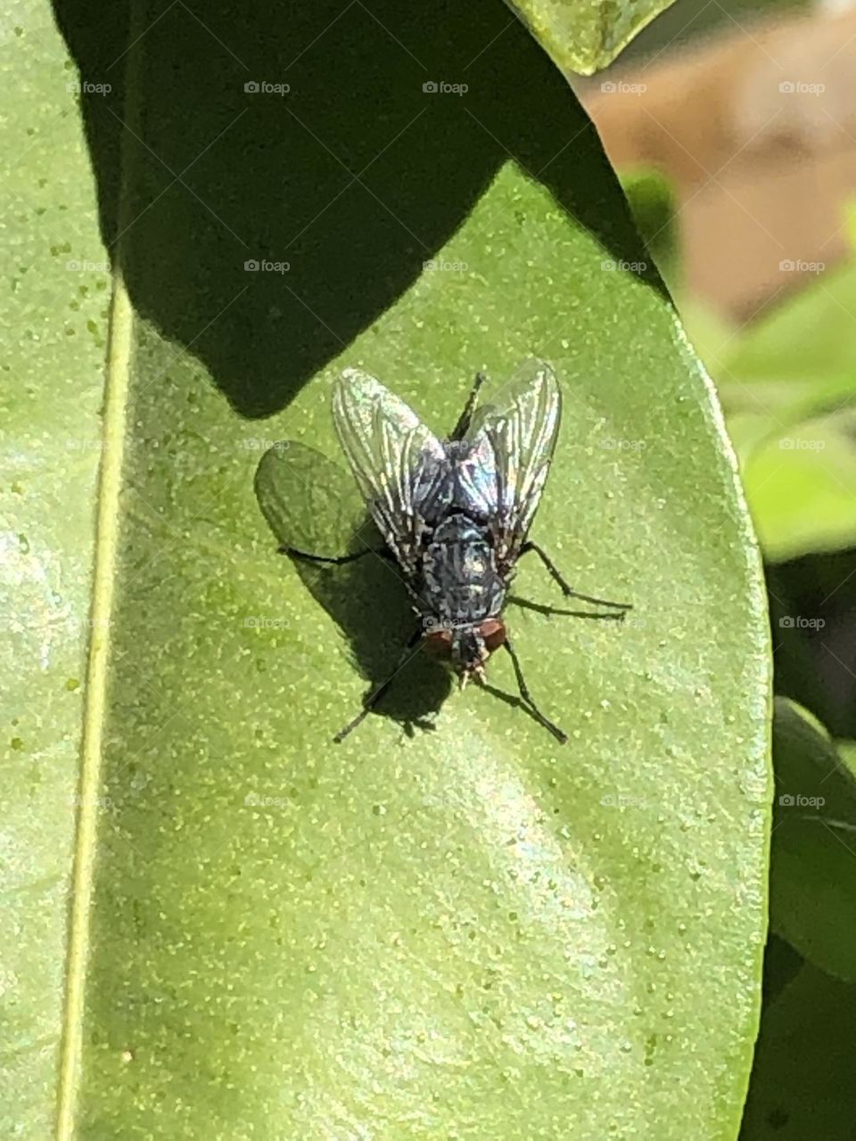 The fly is on  a green leave