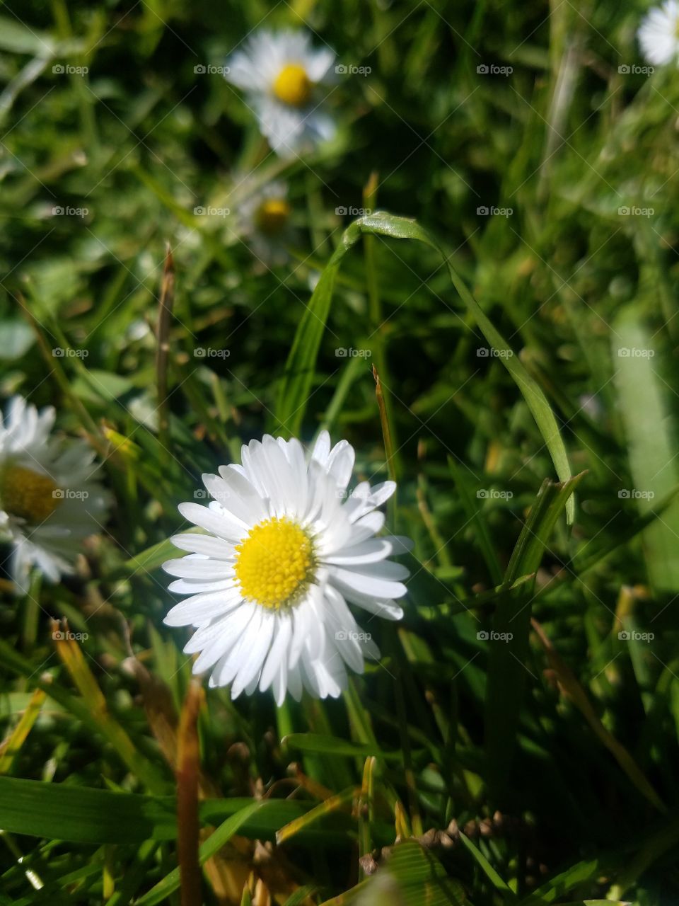 Nature, Flower, Summer, Field, Flora