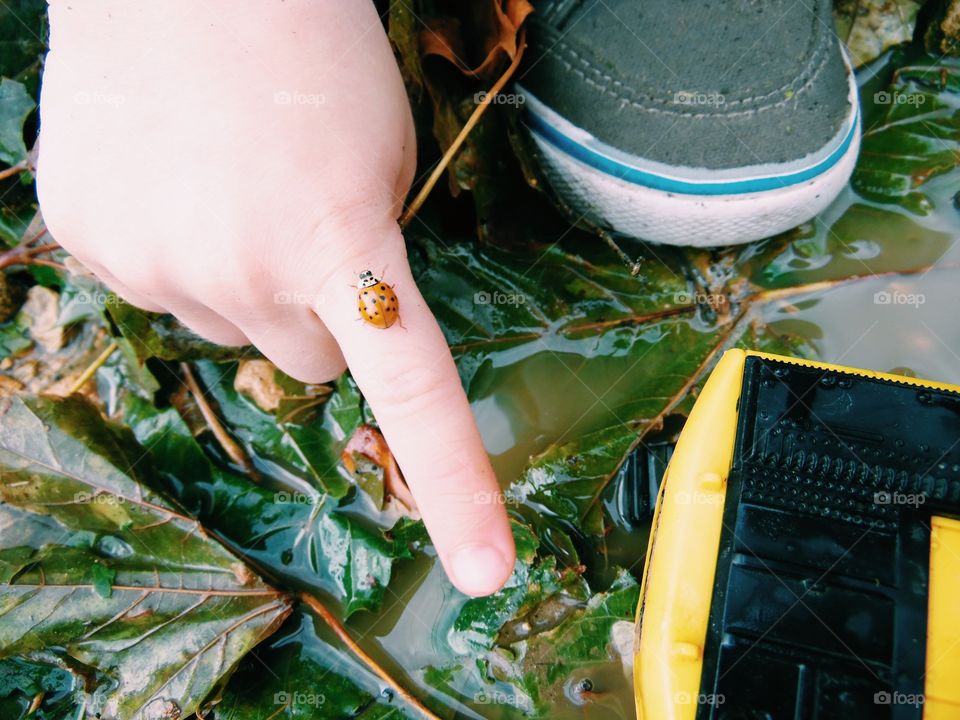 Ladybug on Finger