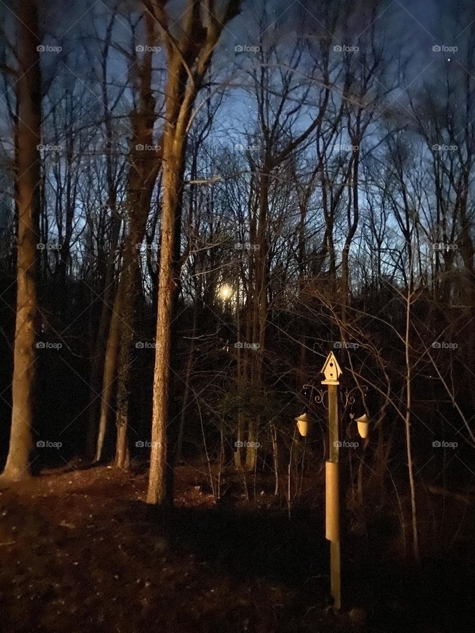 Wolf moon rising in Maryland