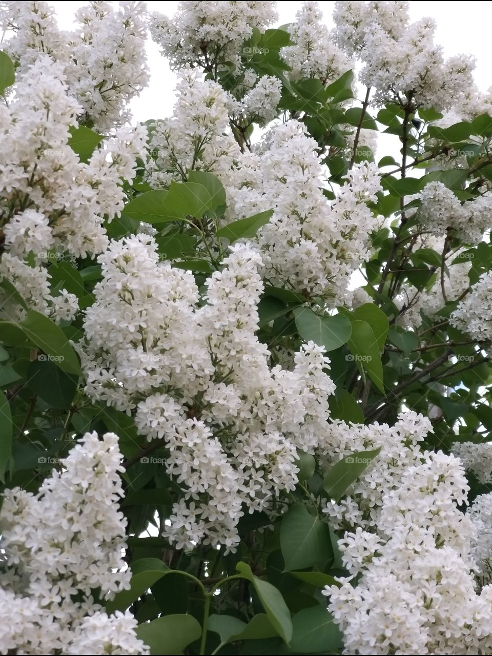 profuse flowering of a bush of white lilacs in spring in the garden
