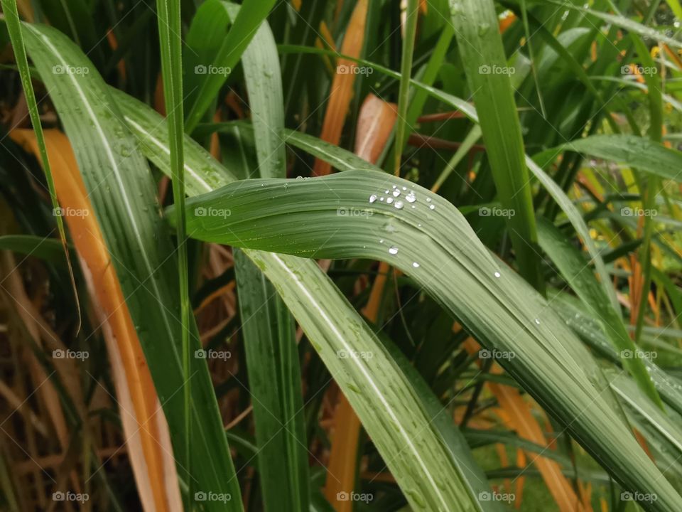 Autumn rain on pampas gras