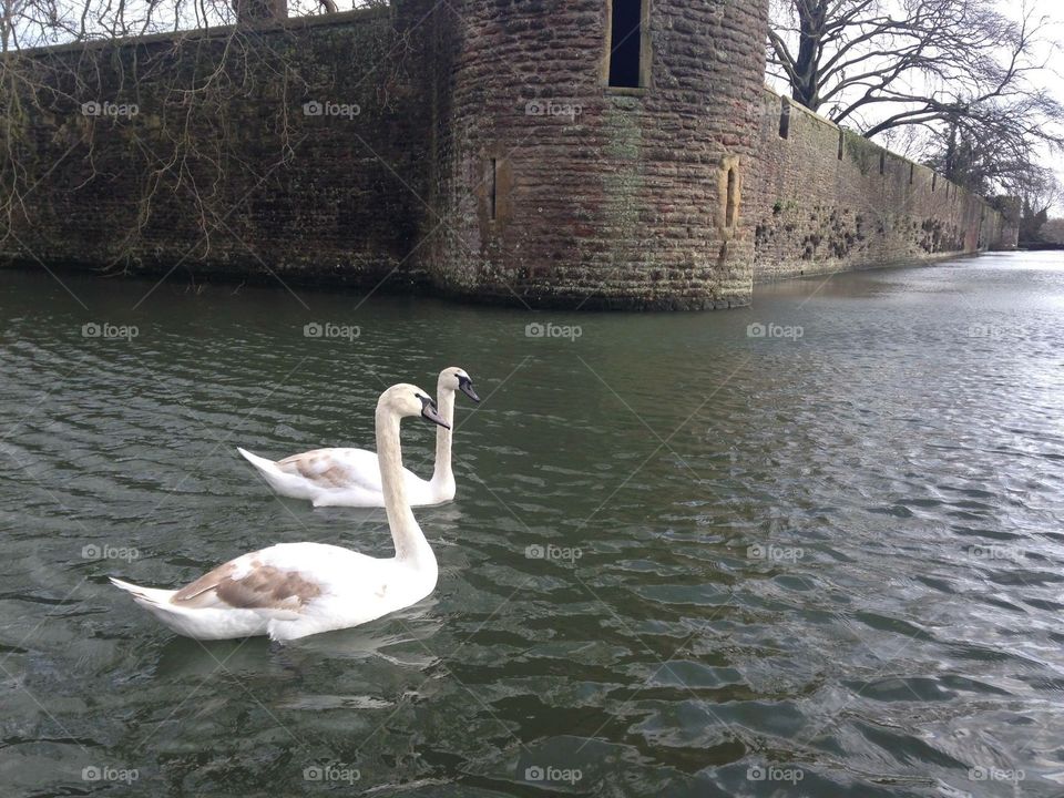 Swans in a Castle Moat