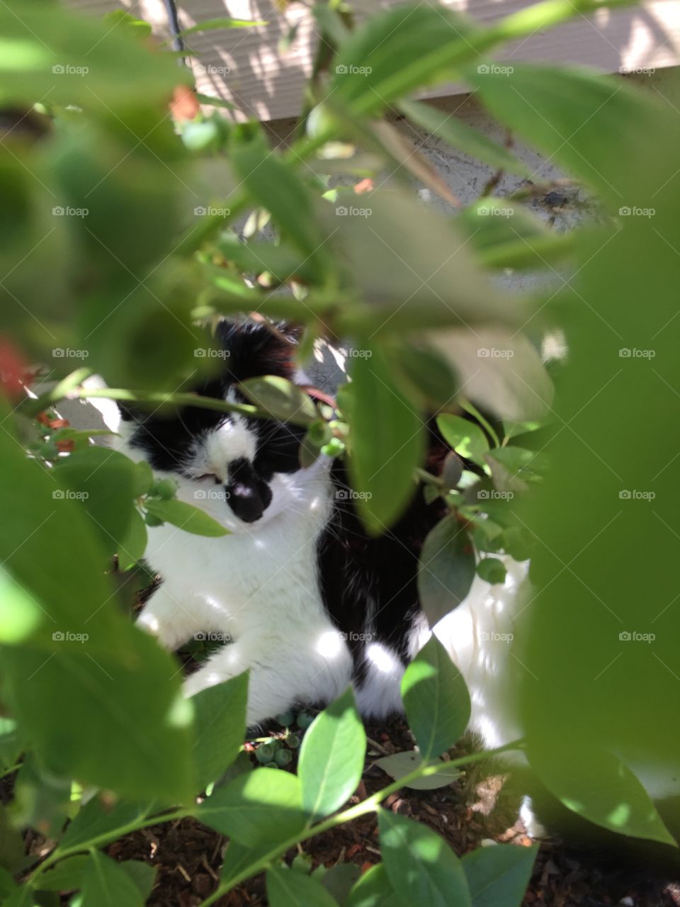 Cat In Bush. Cat napping in bush