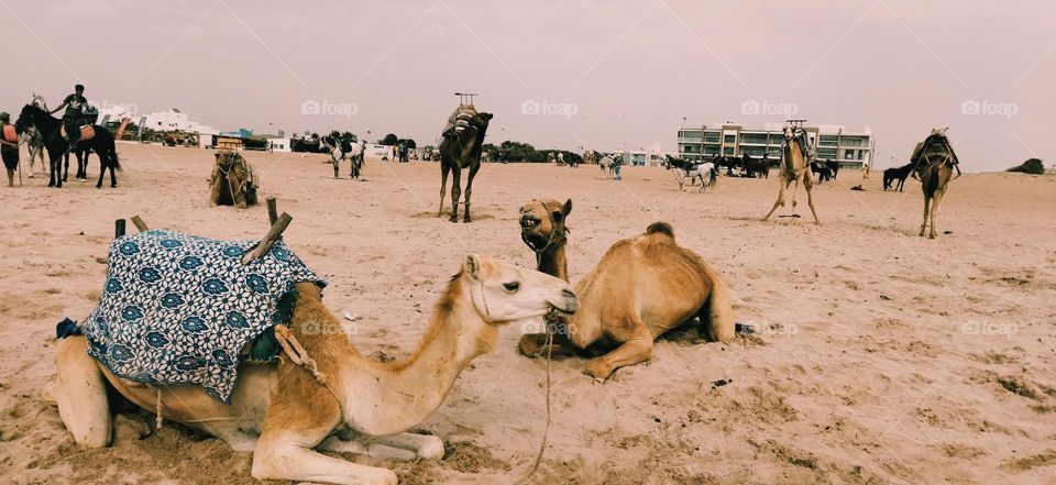 group of a sleepy camels on sand.