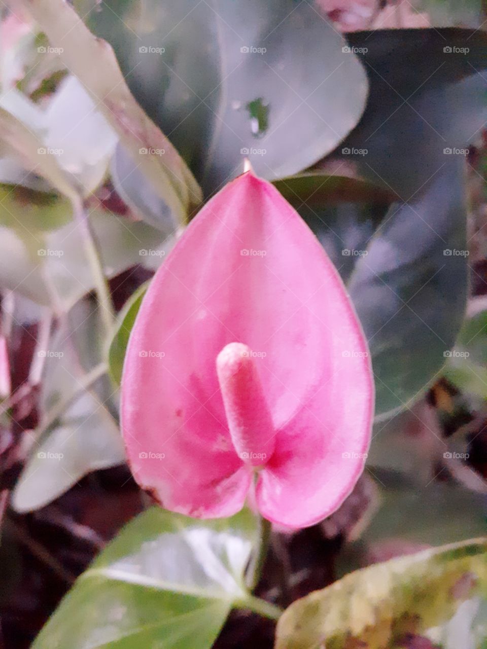 anthurium