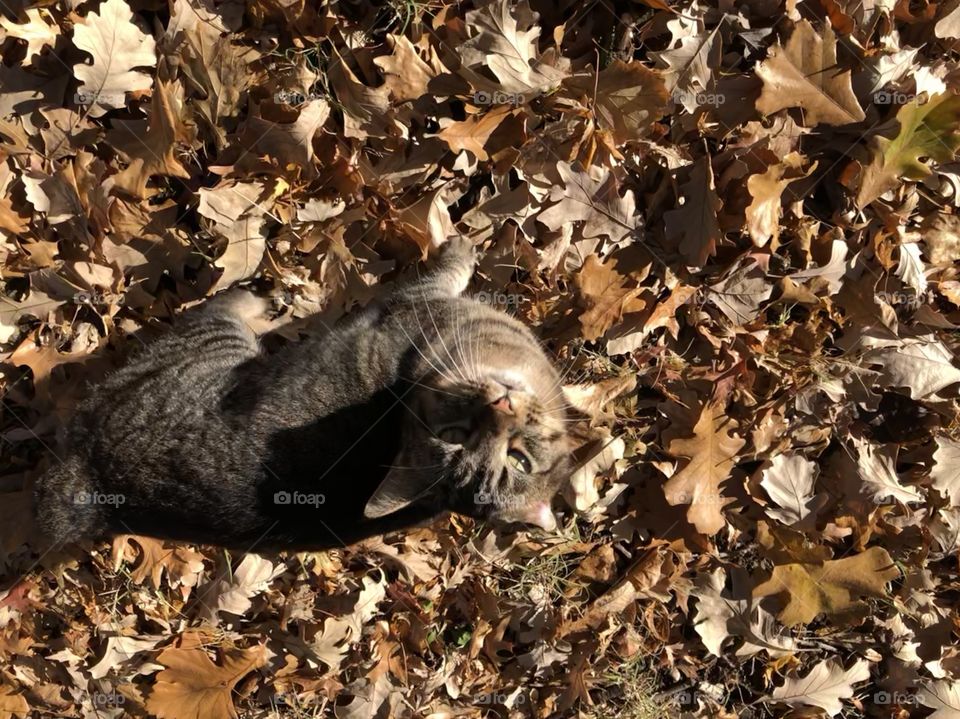 Leaves on the ground and a neighbor cat