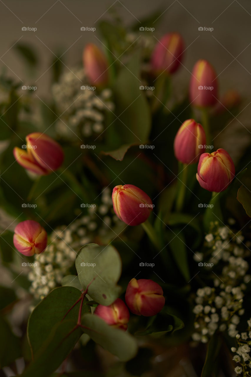 Tulipanes 