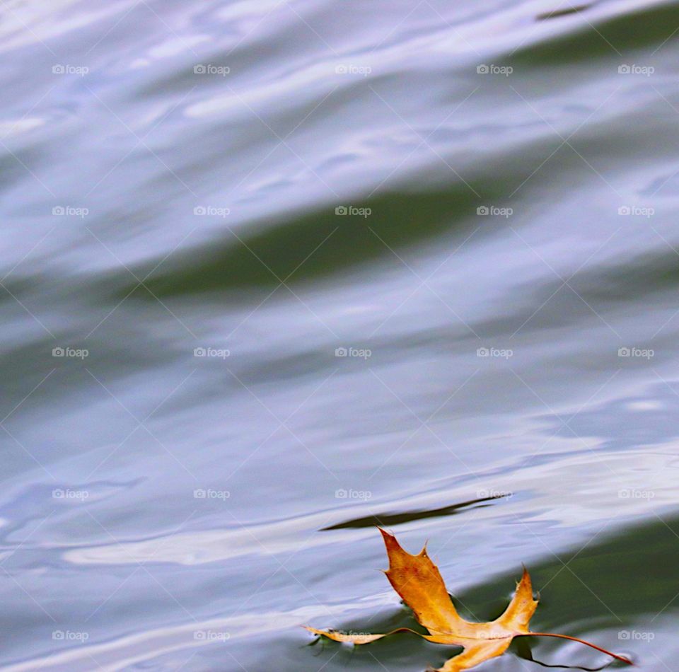 Leaves falling on the lake 🍁