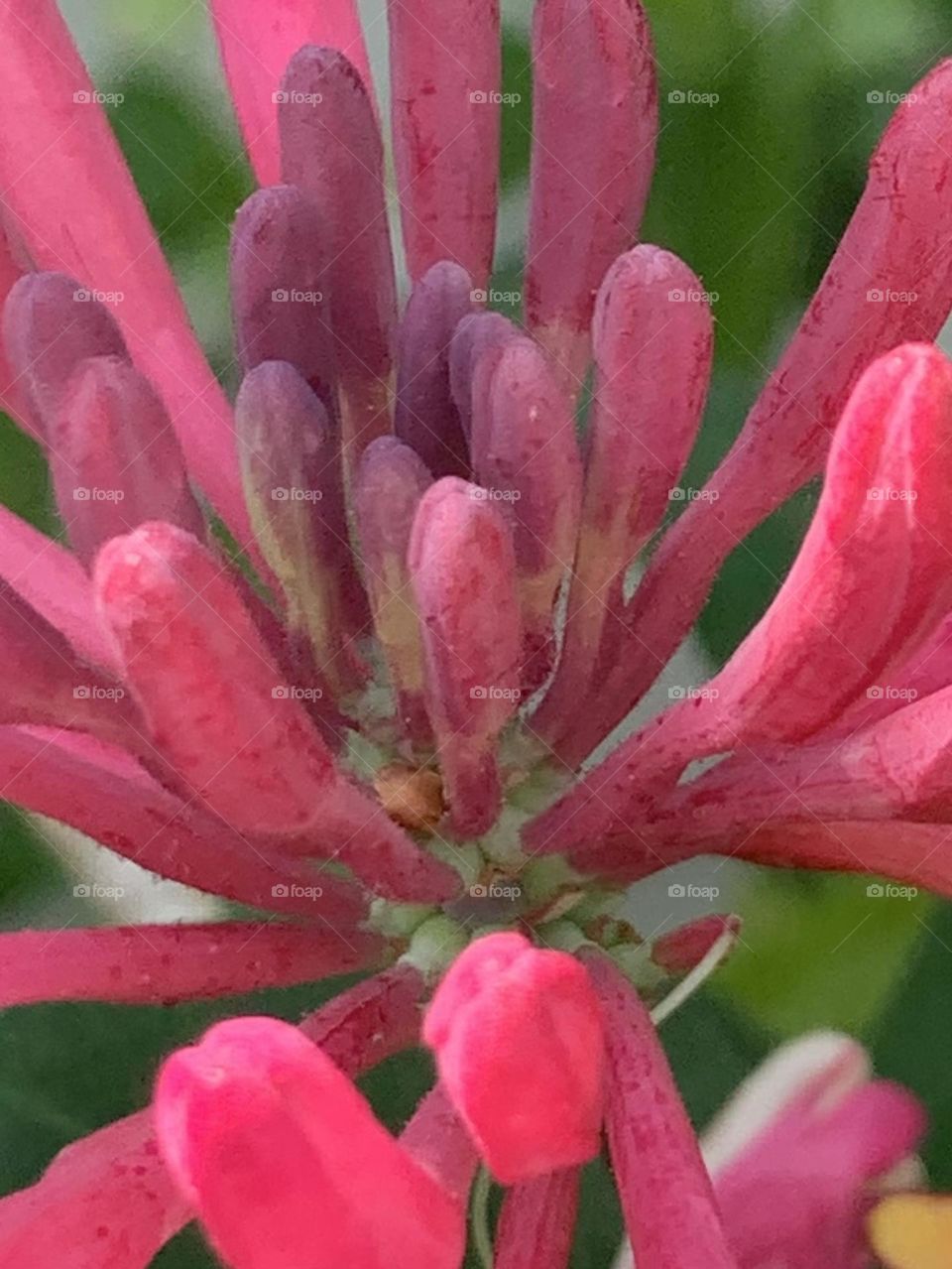 Honeysuckle closeup 