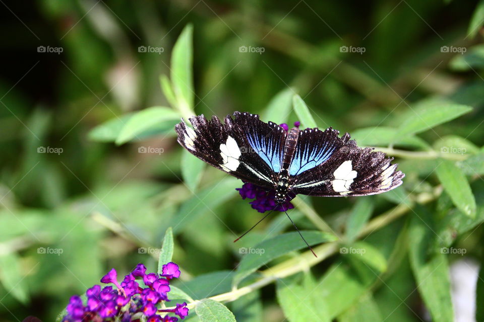 Sara Longwing (Heliconius Sara) Butterfly
