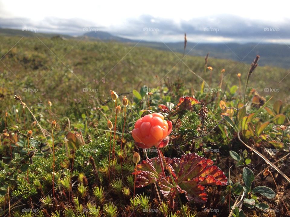 cloudberry