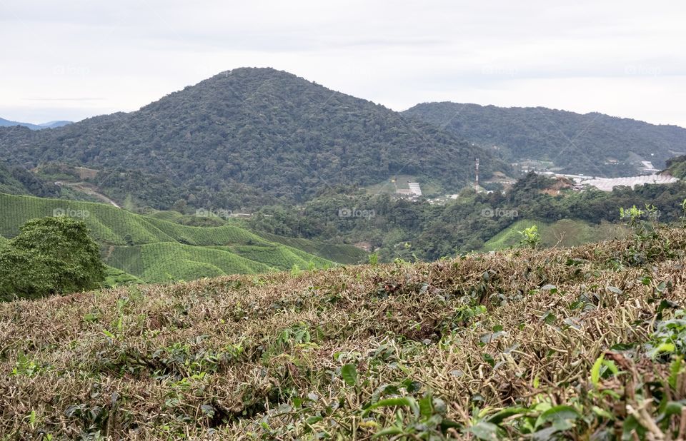 Tea plantation ... Kameron highland , Malaysia