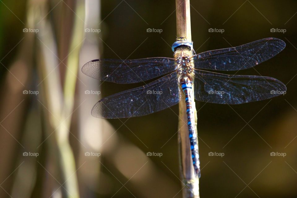 Elevated view of dragonfly