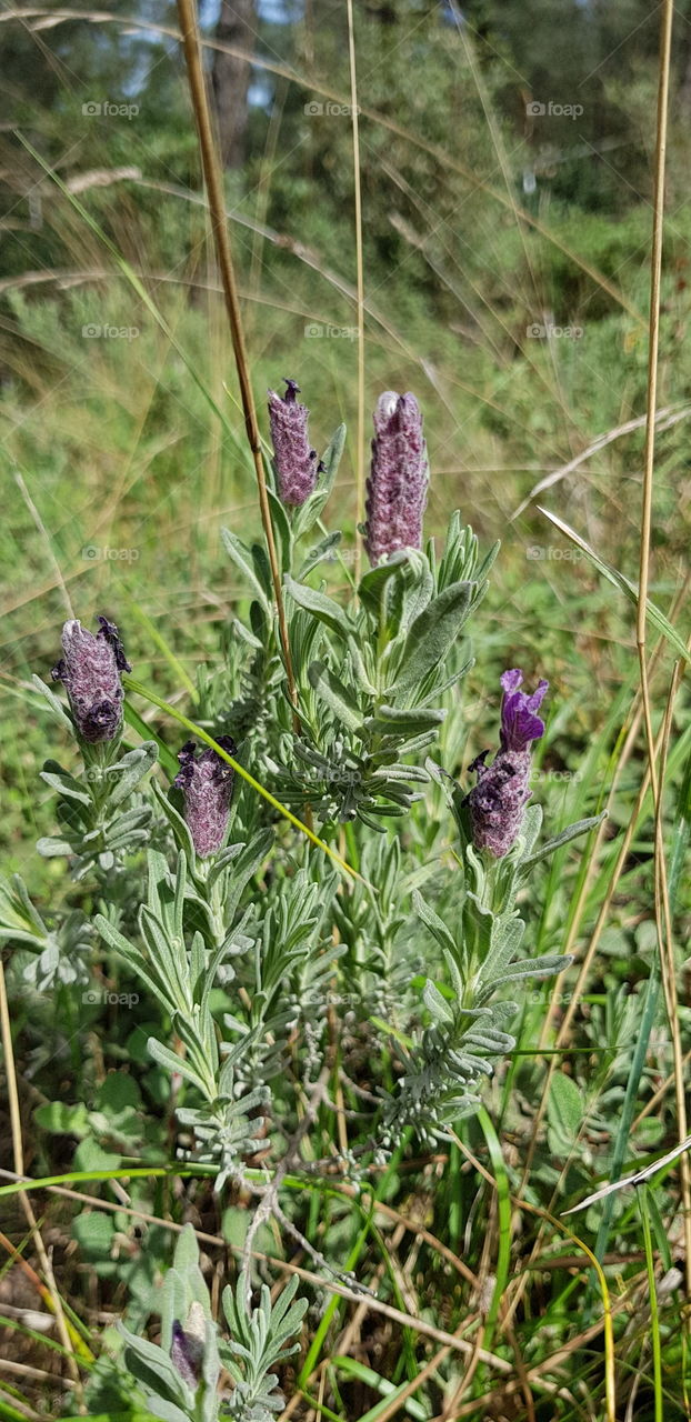 purple flower