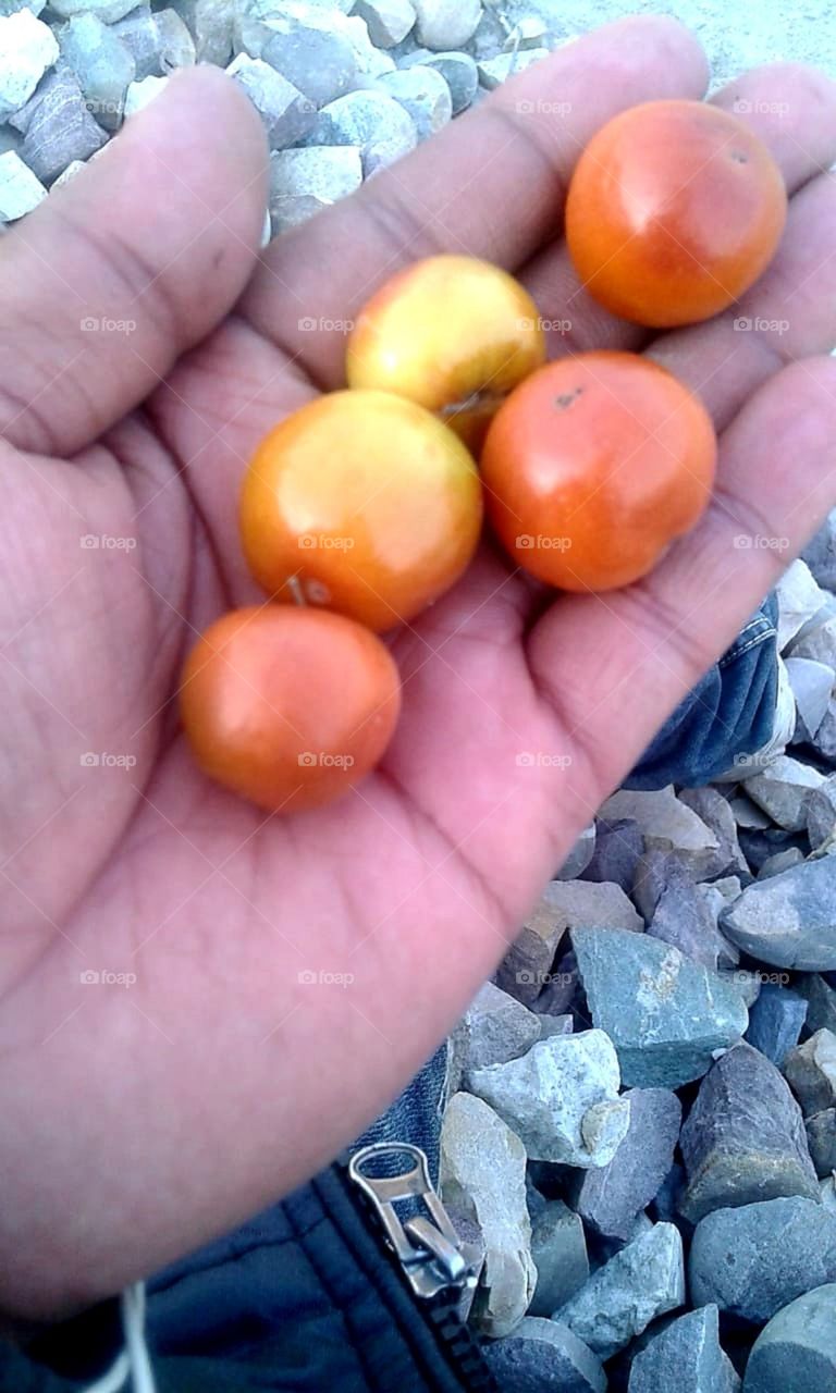 Jujube fruits