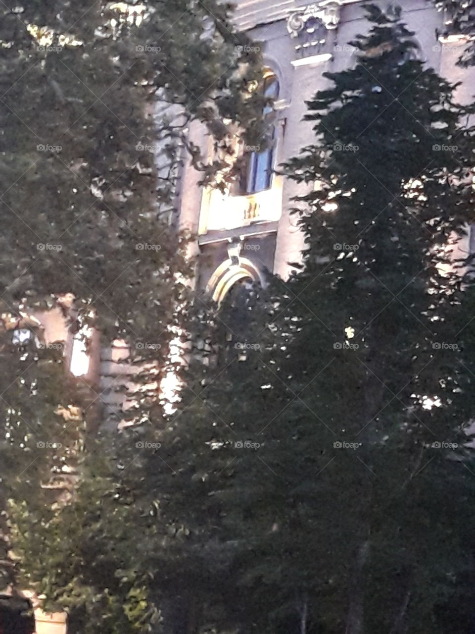 trees and building