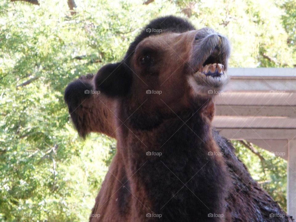 Camel in a zoo in Spain