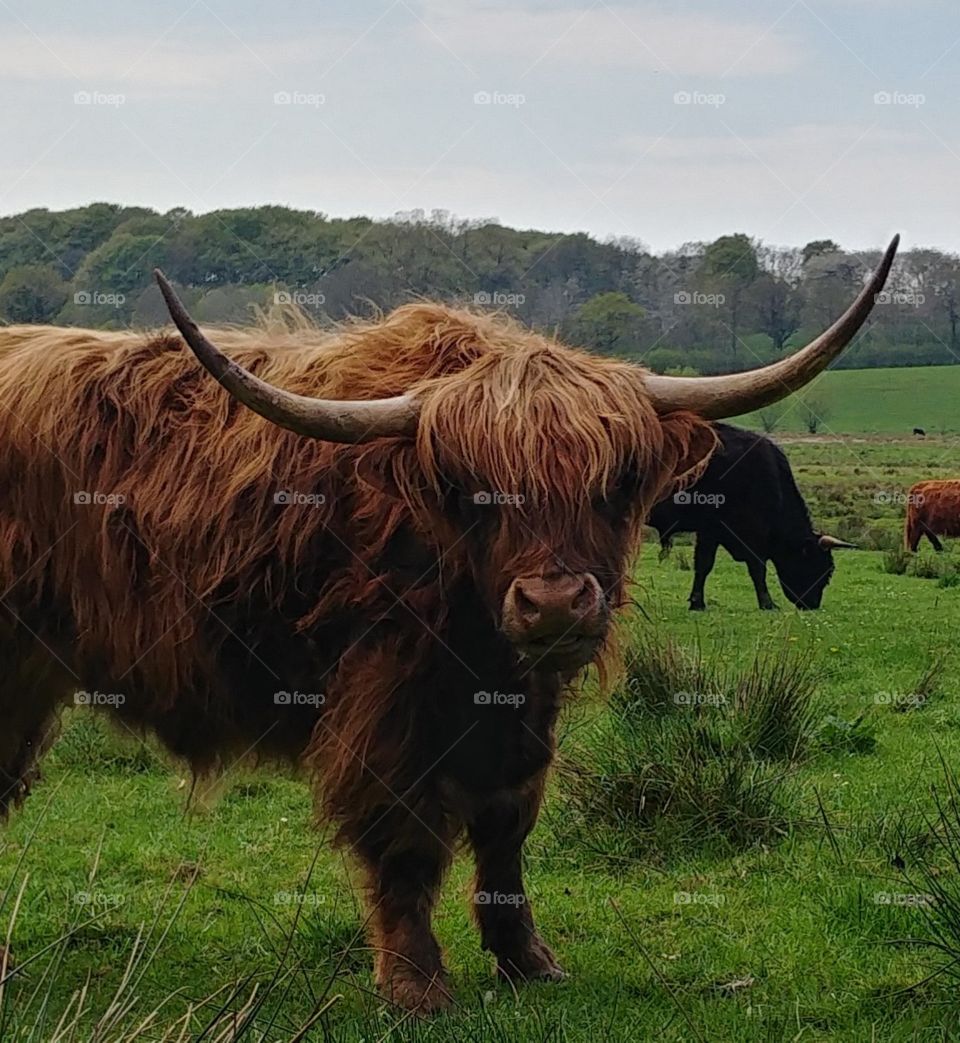 cow kuh rind schottisches highland braun Hörner