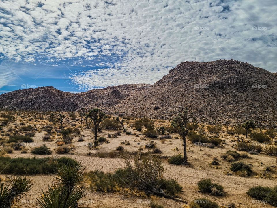 Beautiful landscape of Joshua Tree National Park California, blue skies with beautiful clouds and mountains with trees and desert plants 