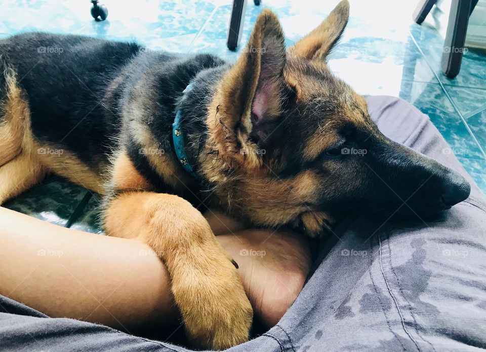 I was completely be a pillow for her, my dear master dog