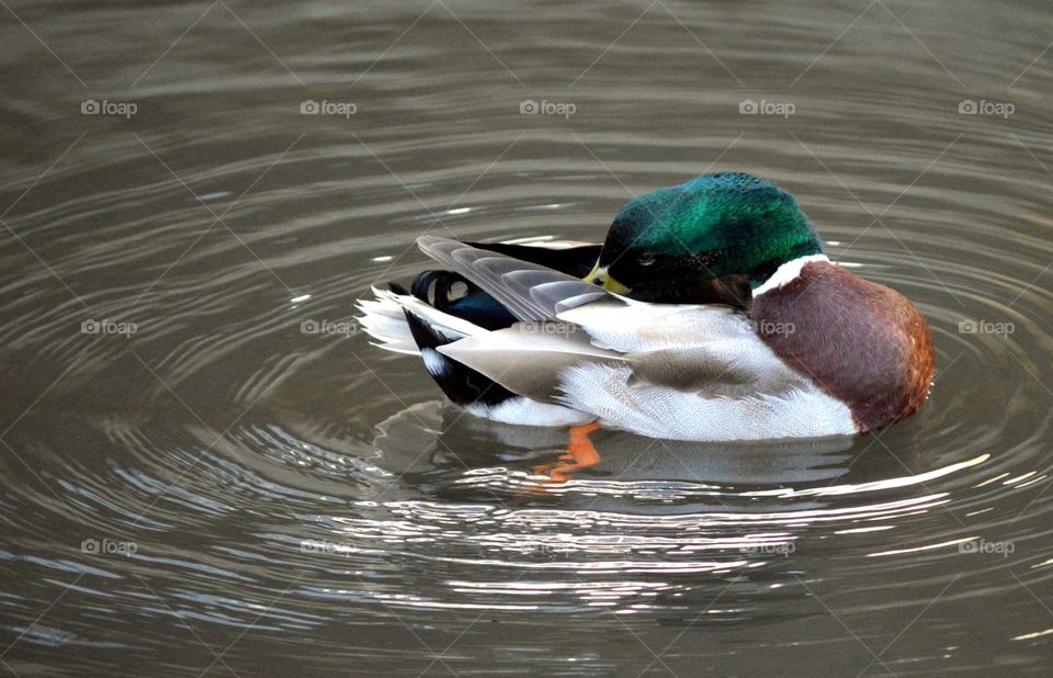 Swimming duck