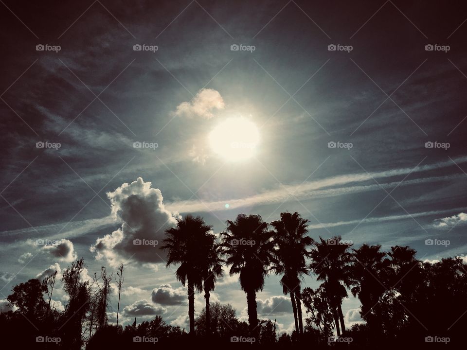 Sunshine and Palm trees in Orlando Florida 