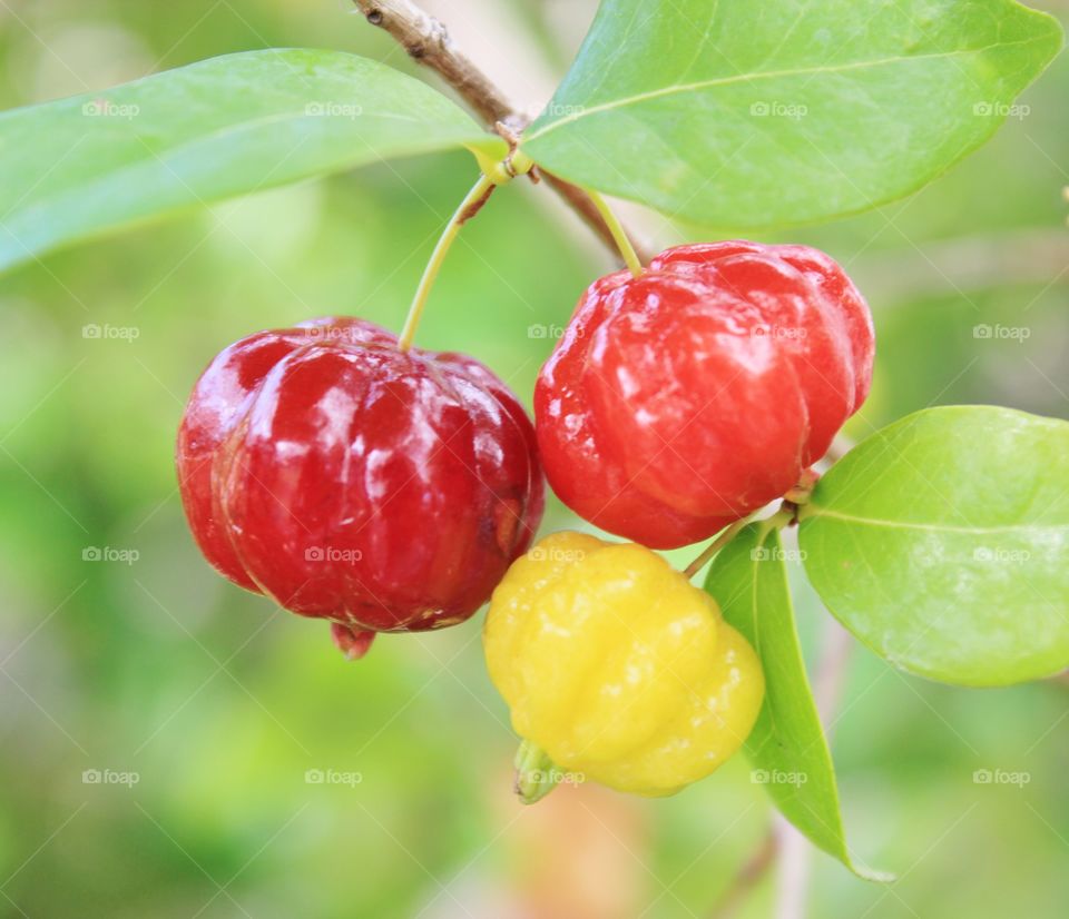 Bahamas hedge cherries 