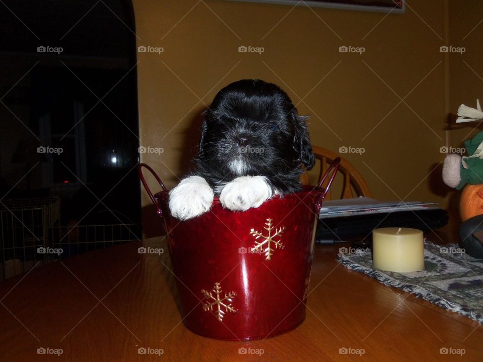 Yoshi in a Christmas bucket way back when he was a pup