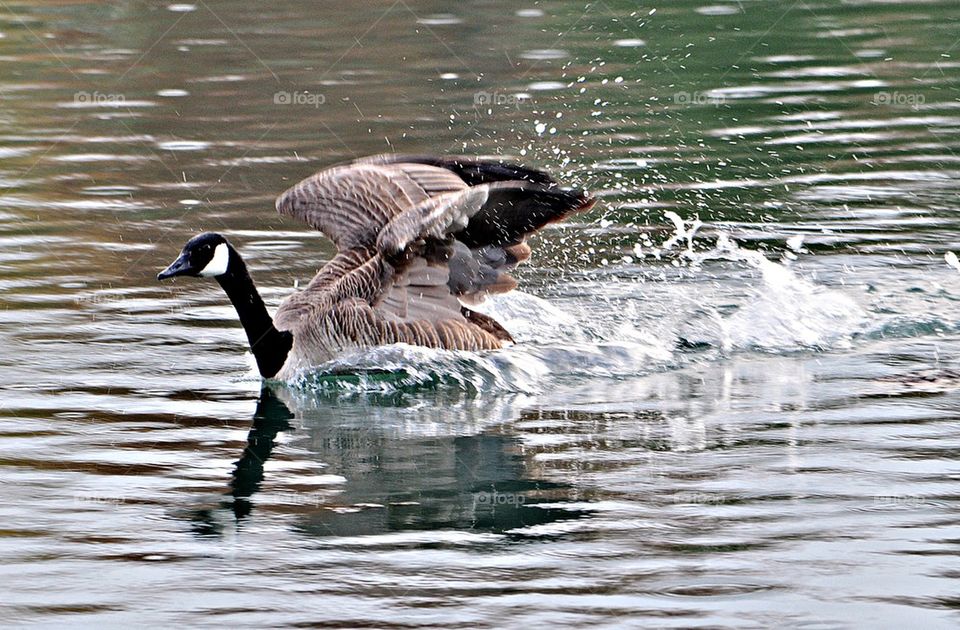 Goose swimming in pond