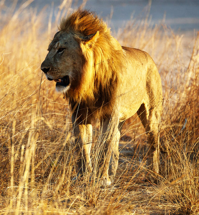 Luangwa, Zambia wildlife