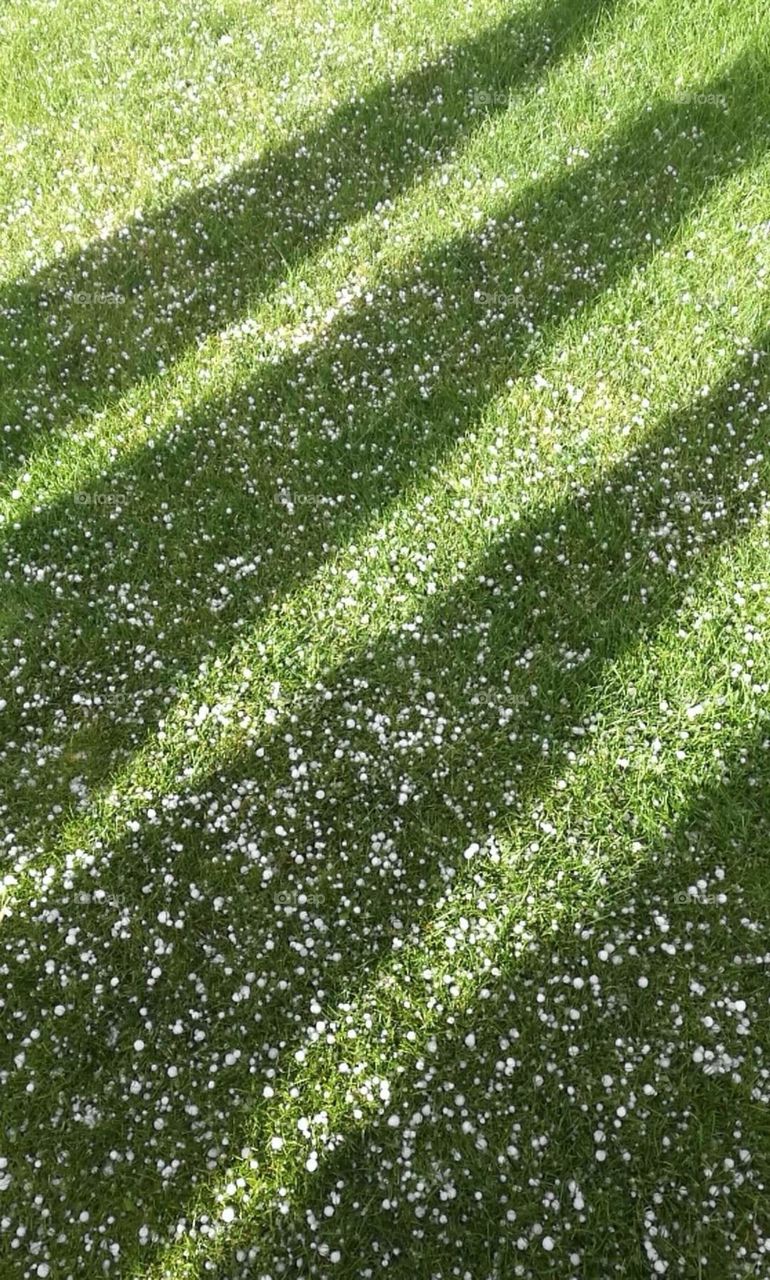 hail on the grass