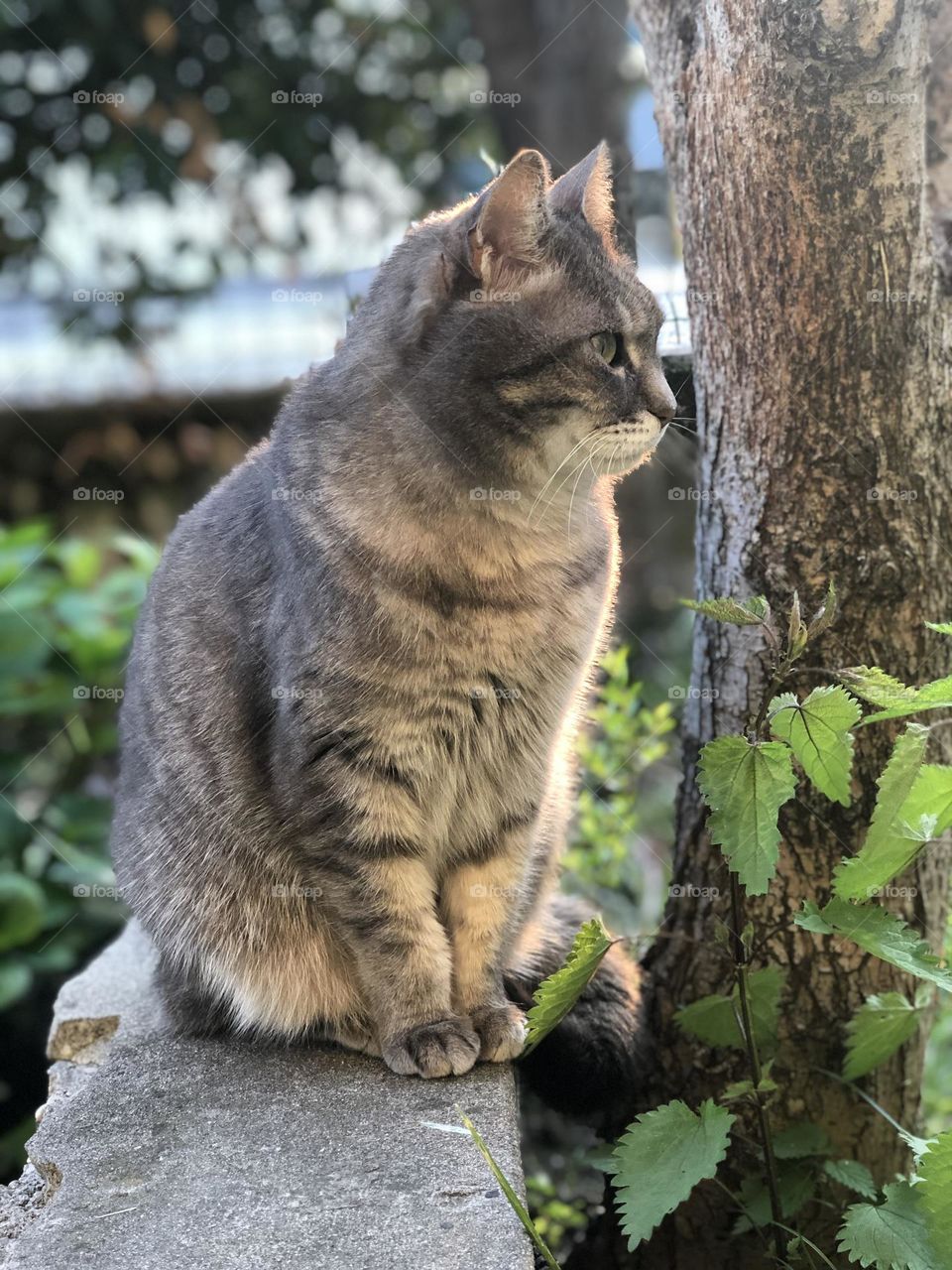 Gray domestic European cat intense gaze, cat in a garden staring at something, cat profile 