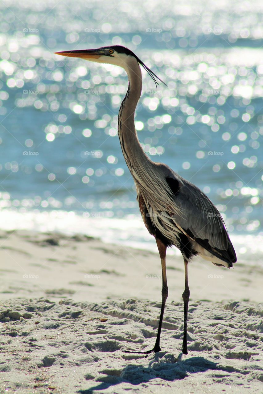 Crane bird on sand at beach