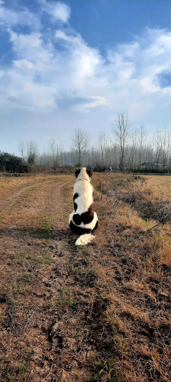 my dog