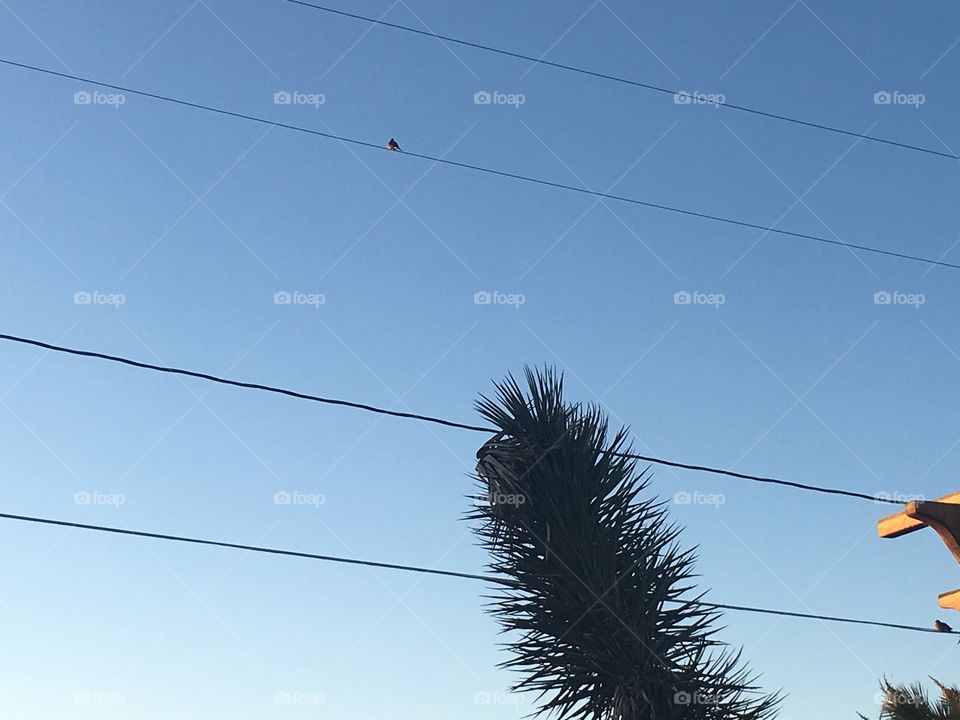 A cactus points upwards at a bird on a telephone wire. 