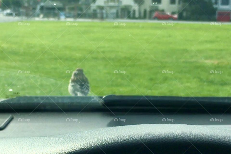 A view from drivers seat with a bird sitting