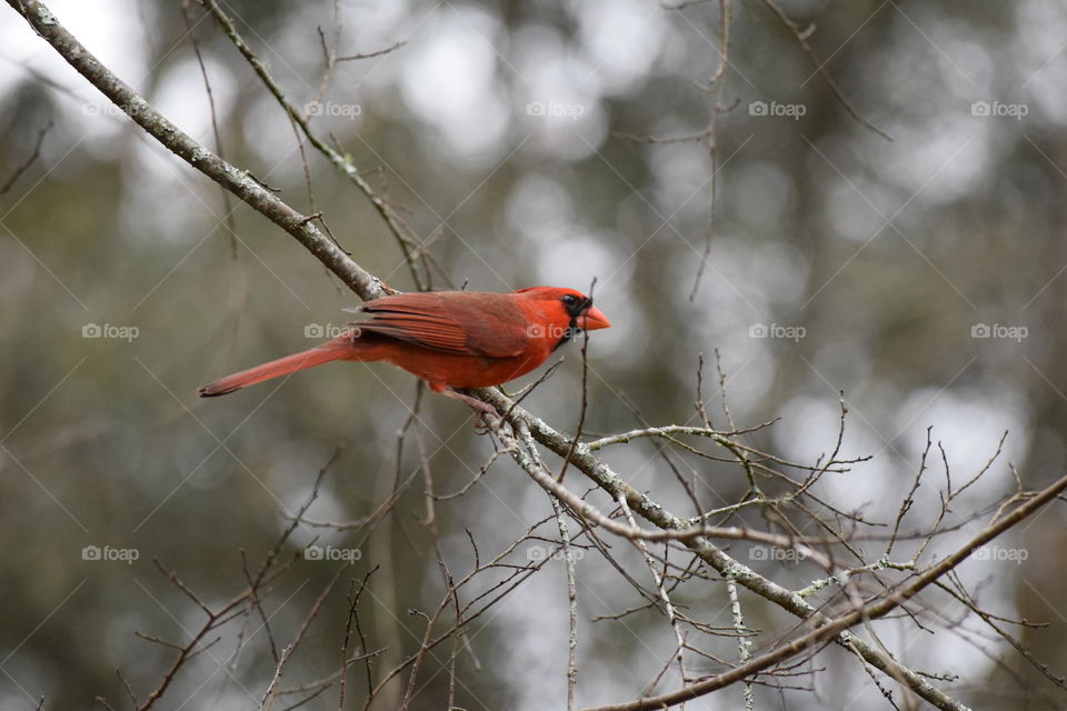 Side view of bird perching on branch