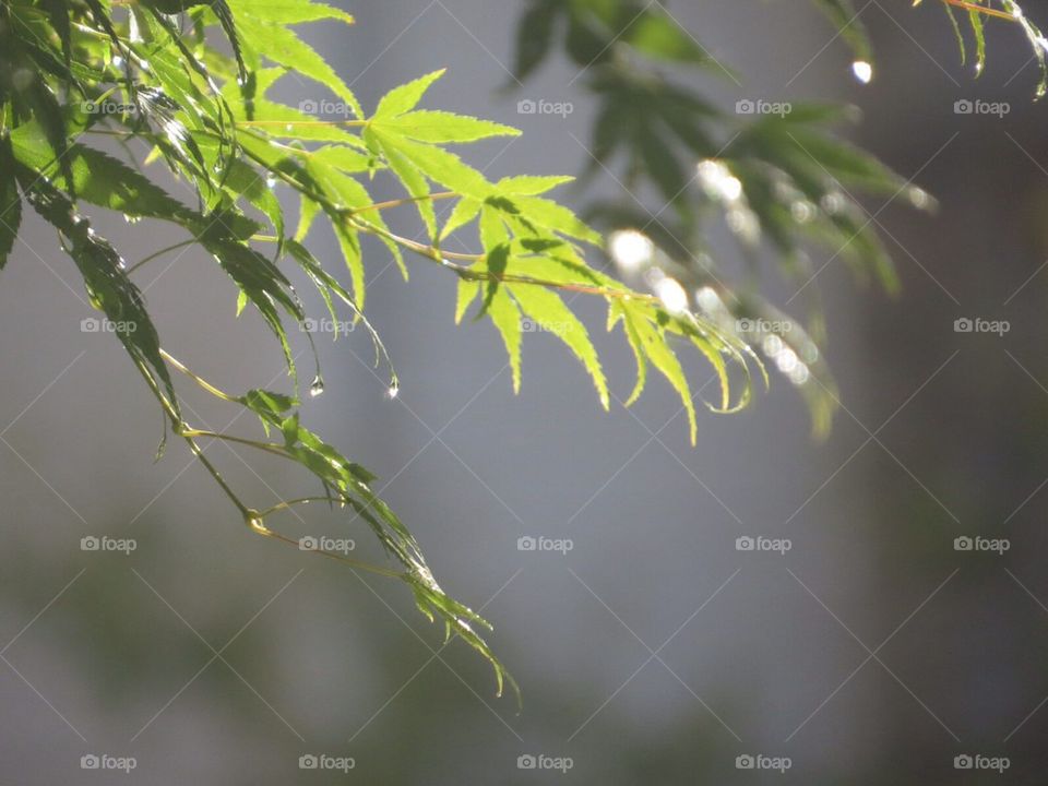 Leaves soaking up Sunshine