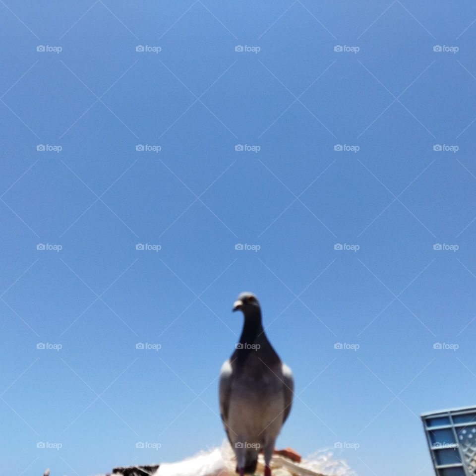 one pigeon looking at camera