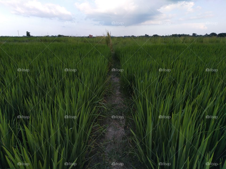 agriculture field rice plant sky