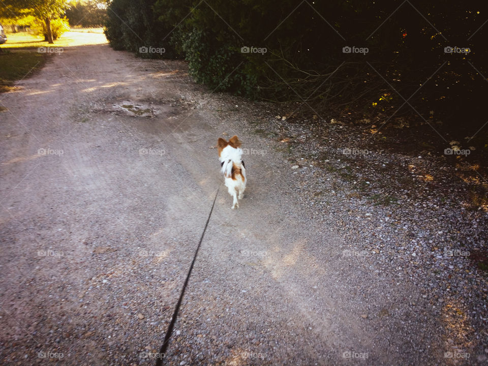 Walking Down the Road