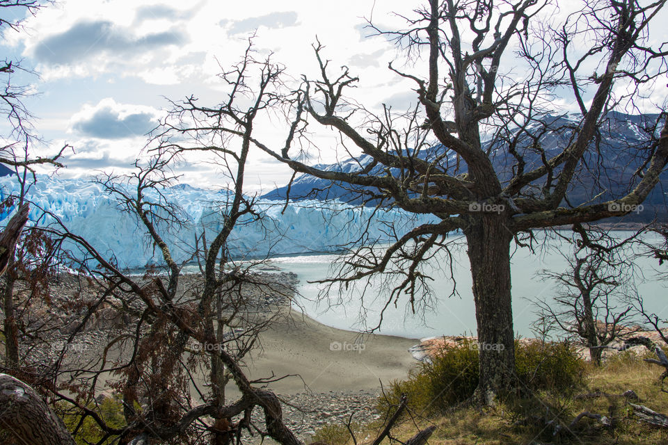 doy trees behind glacier