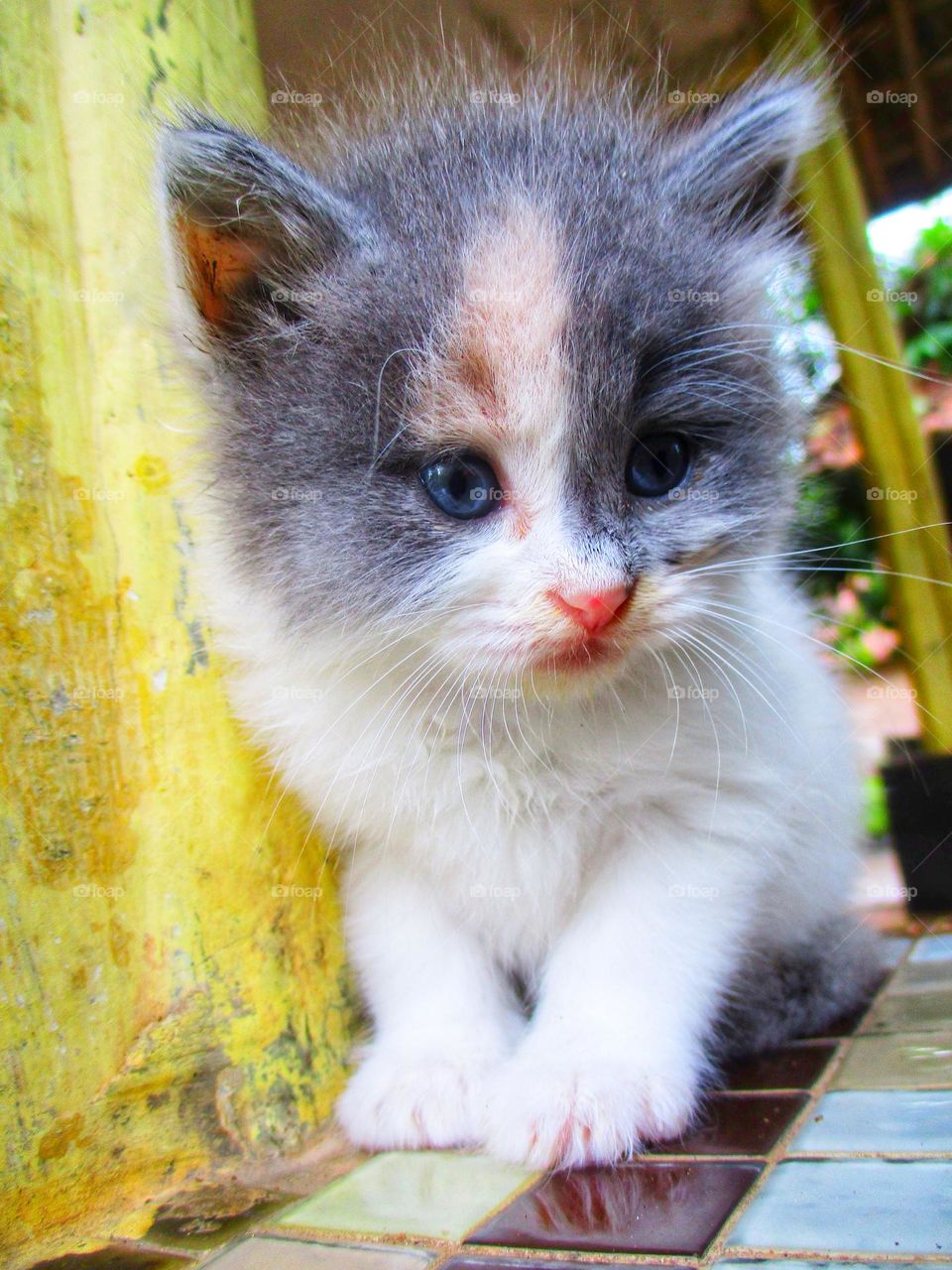 Cute kitten sitting on the terrace in the yard