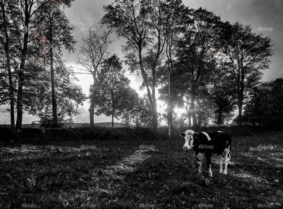 countryside black and white cow