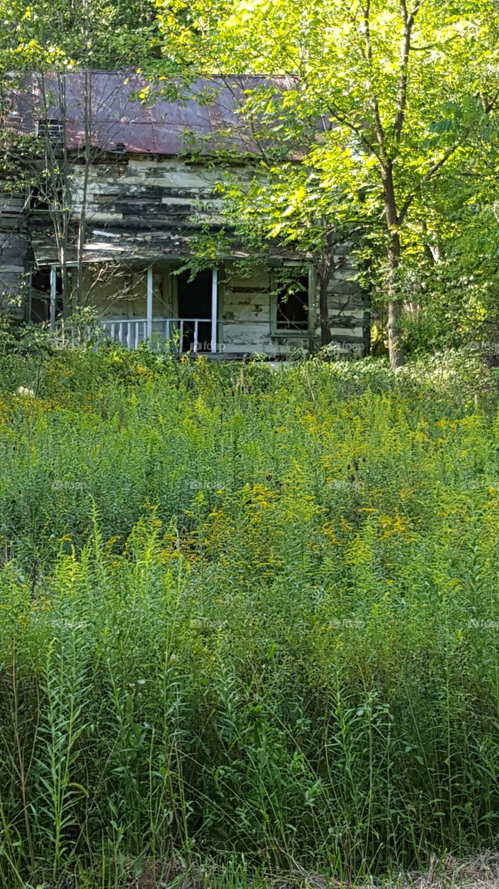 abandoned  log home