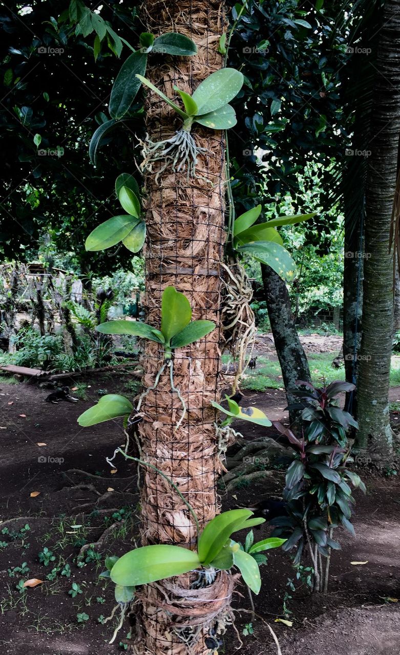 Orchids planting in a vertical way with the use of coco fiber. 